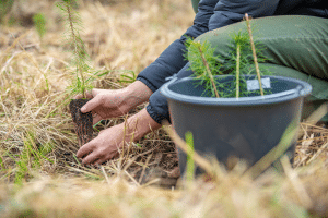 offset-carbon-by-planting-trees